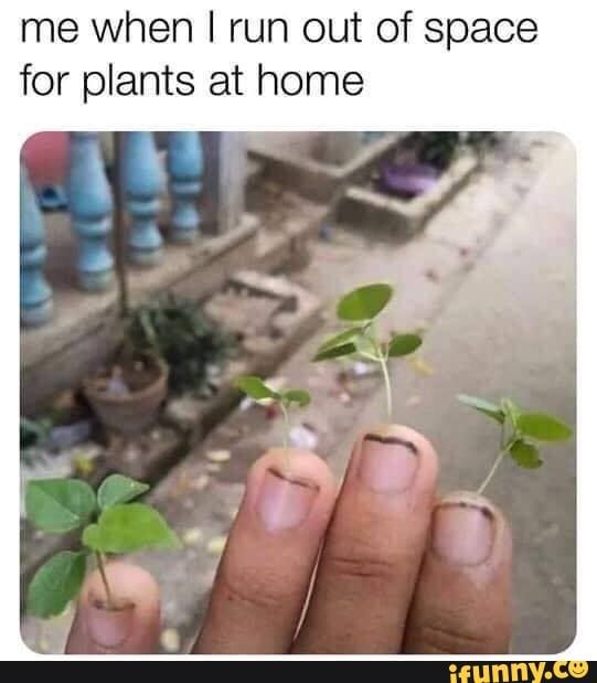 plant meme - me when I run out of space for plants at home ifunny.co