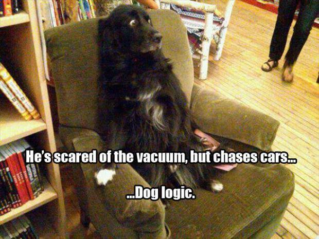 dog scared of vacuum - He's scared of the vacuum, but chases cars.. V. ...Dog logic.
