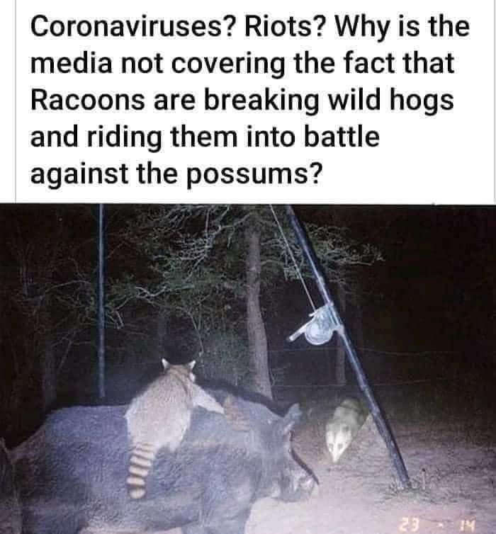 cool trail cam - Coronaviruses? Riots? Why is the media not covering the fact that Racoons are breaking wild hogs and riding them into battle against the possums? 1