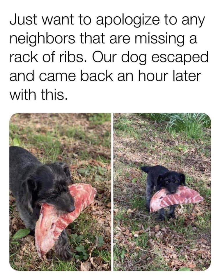 dog steals ribs - Just want to apologize to any neighbors that are missing a rack of ribs. Our dog escaped and came back an hour later with this.