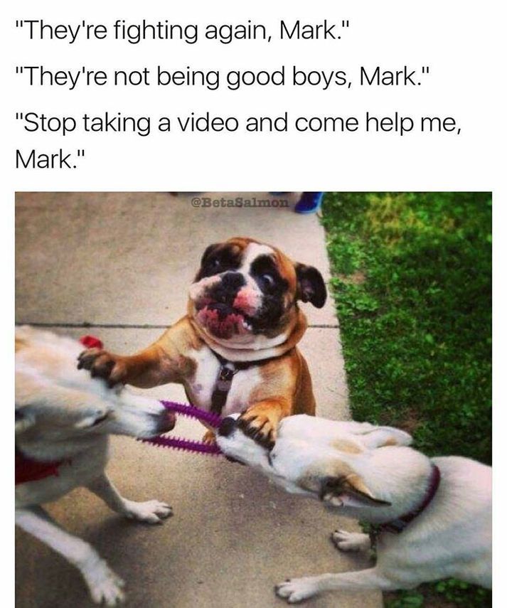 funny dog memes - "They're fighting again, Mark." "They're not being good boys, Mark." "Stop taking a video and come help me, Mark."