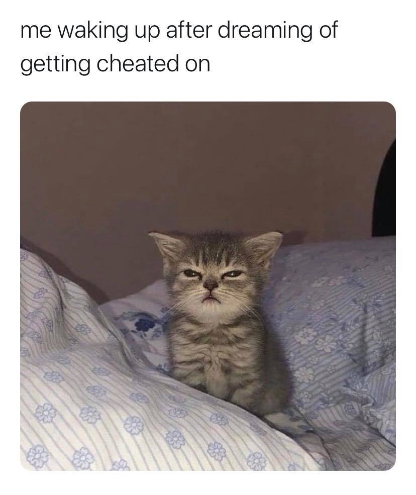 did you sleep cat meme - me waking up after dreaming of getting cheated on