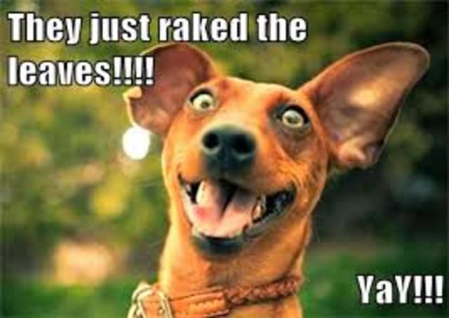 happy dog memes - They just raked the leaves!!!! YaY!!!