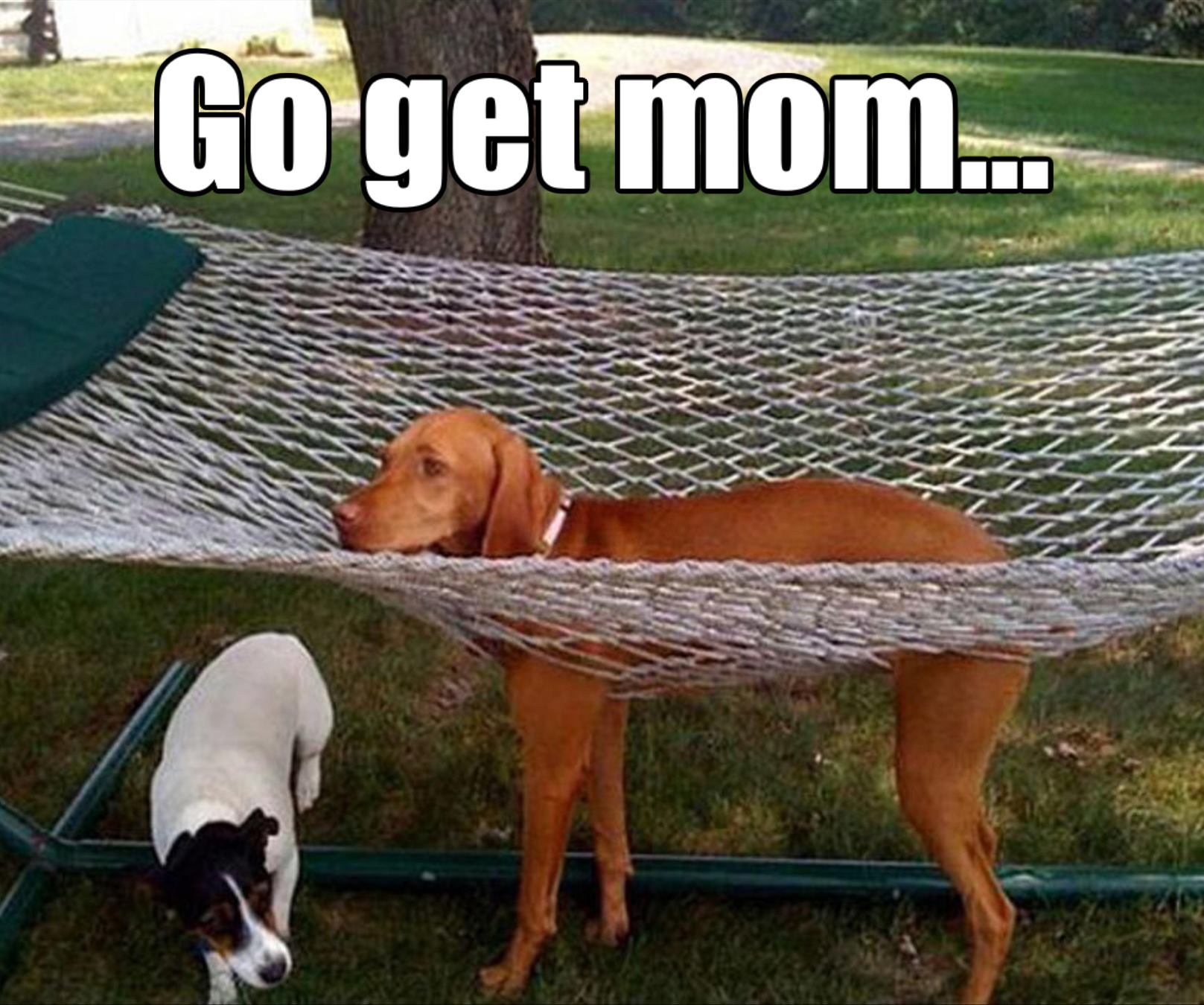 struggling dog - Go get mom...