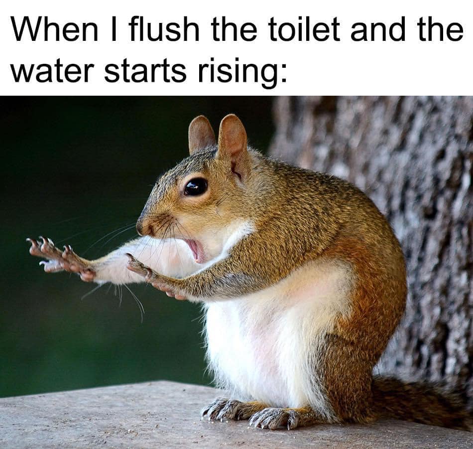 funny animal - When I flush the toilet and the water starts rising