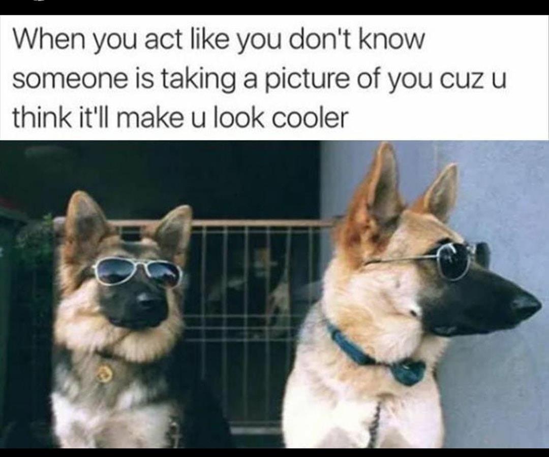 cool doggo - When you act you don't know someone is taking a picture of you cuz u think it'll make u look cooler