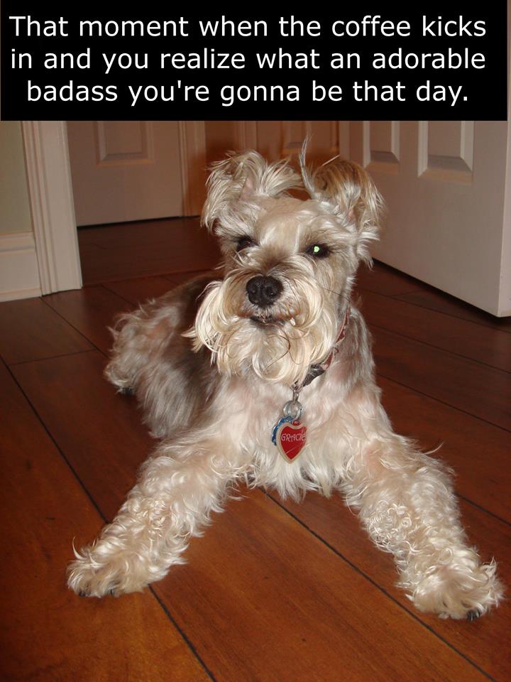 coffee memes - international dog - That moment when the coffee kicks in and you realize what an adorable badass you're gonna be that day. Grico