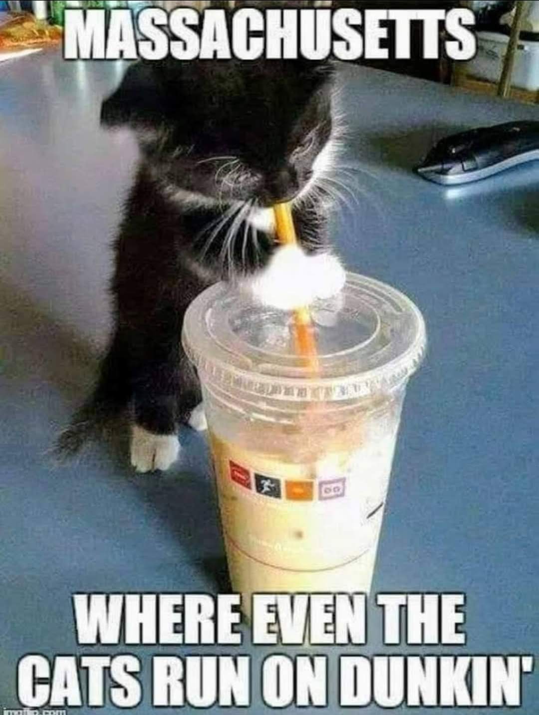 coffee memes - international cat drinking straw - Massachusetts Where Even The Cats Run On Dunkin rom