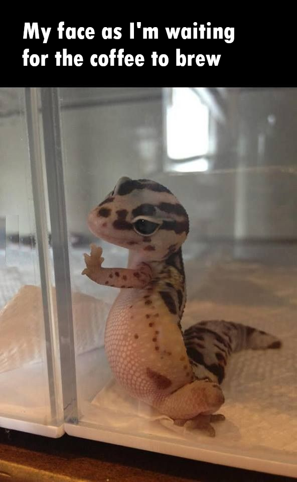coffee memes - international cute lizard - My face as I'm waiting for the coffee to brew