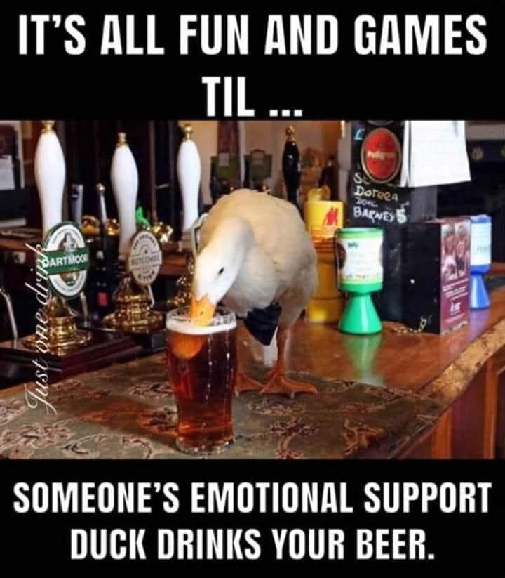 funny memes - hilarious memes - funny duck drinking - It'S All Fun And Games Til ... Ss Dotees 20 Banes Dartmooi Jan.psto gsn Someone'S Emotional Support Duck Drinks Your Beer.