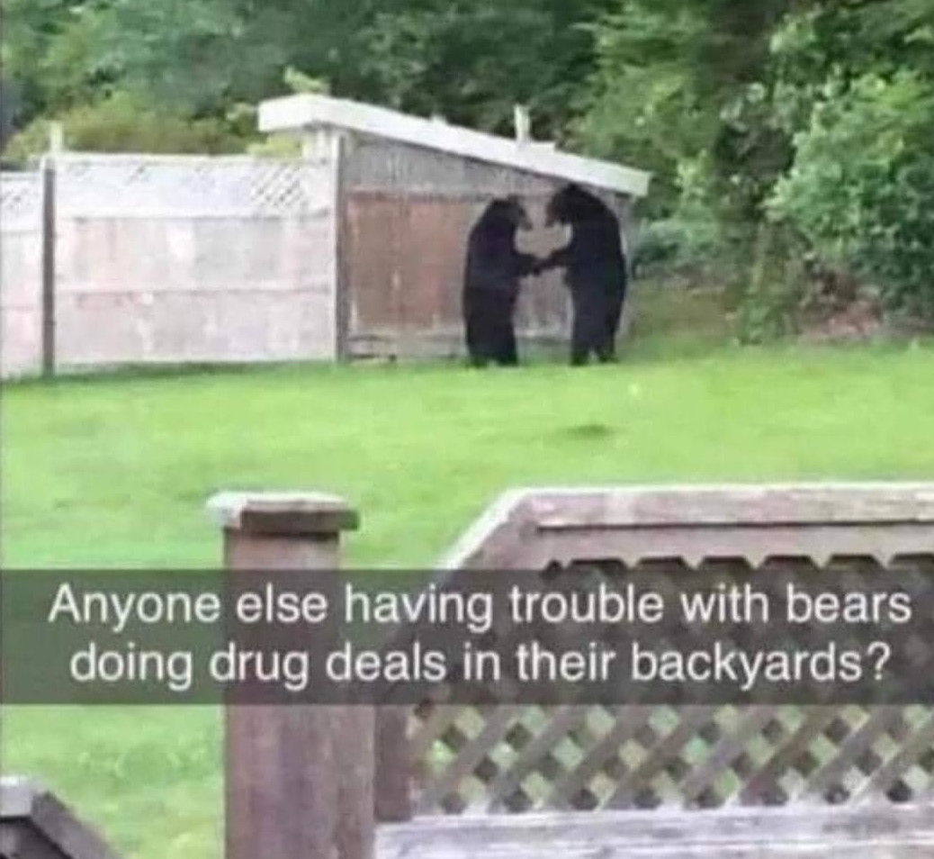 funny memes - hilarious memes - bears doing drug deal - Anyone else having trouble with bears doing drug deals in their backyards?