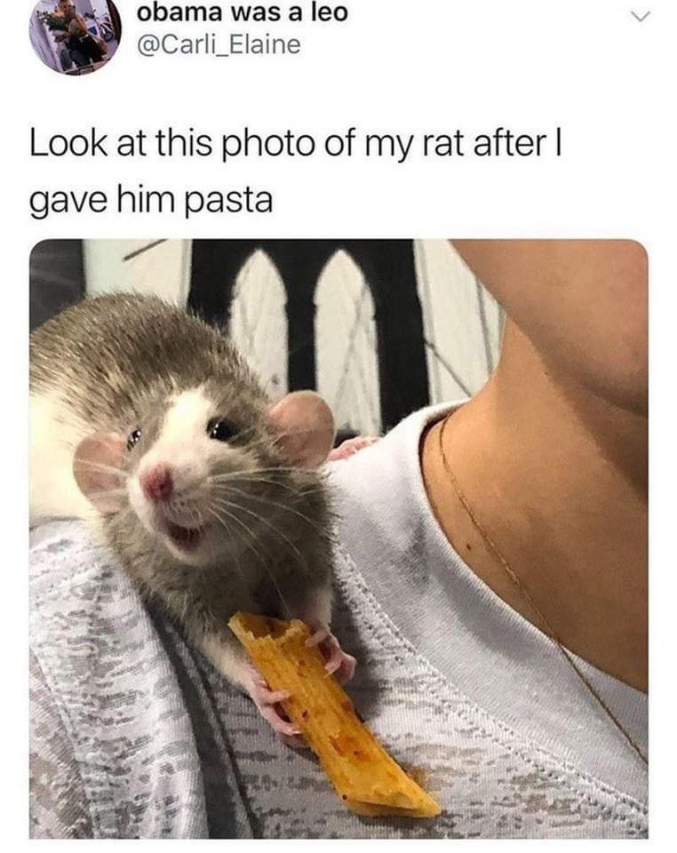 funny memes - hilarious memes - look at this photo of my rat after i gave him pasta - obama was a leo Look at this photo of my rat after | gave him pasta