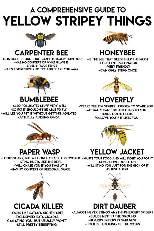 guide to yellow stripey things - A Comprehensive Guide To Yellow Stripey Things Carpenter Bee Acts It'S Tough, But Can'T Actually Hurt You Has No Concept Of What Glass Is Lives In Your Fence Flies Aggressively To Try And Scare You Away Honeybee Is The Bee