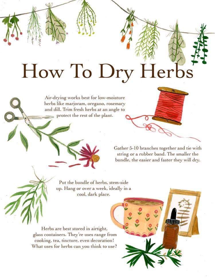 witch drying herbs - How To Dry Herbs Airdrying works best for lowmoisture herbs marjoram, oregano, rosemary and dill. Trim fresh herbs at an angle to protect the rest of the plant. Gather 510 branches together and tie with string or a rubber band. The sm