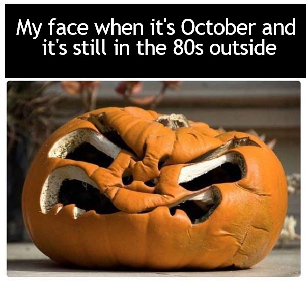 fall memes pumpkin