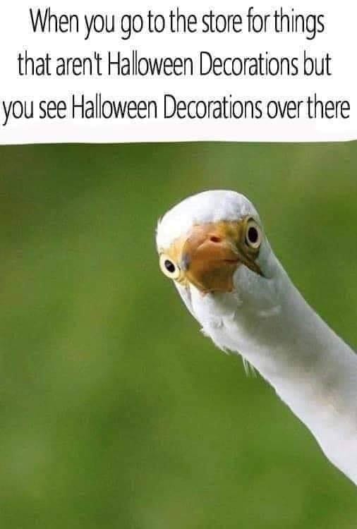 fall memes halloween
