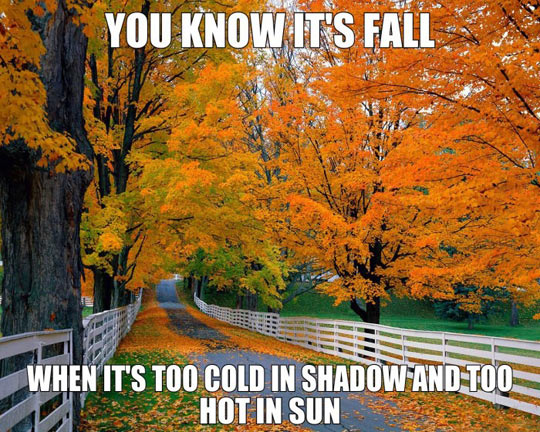 fall memes fall desktop - You Know It'S Fall When It'S Too Cold In Shadow And Too Hot In Sun