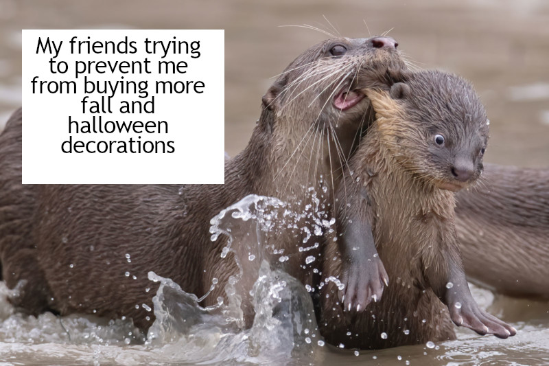 fall memes comedy wildlife - My friends trying to prevent me from buying more fall and halloween decorations