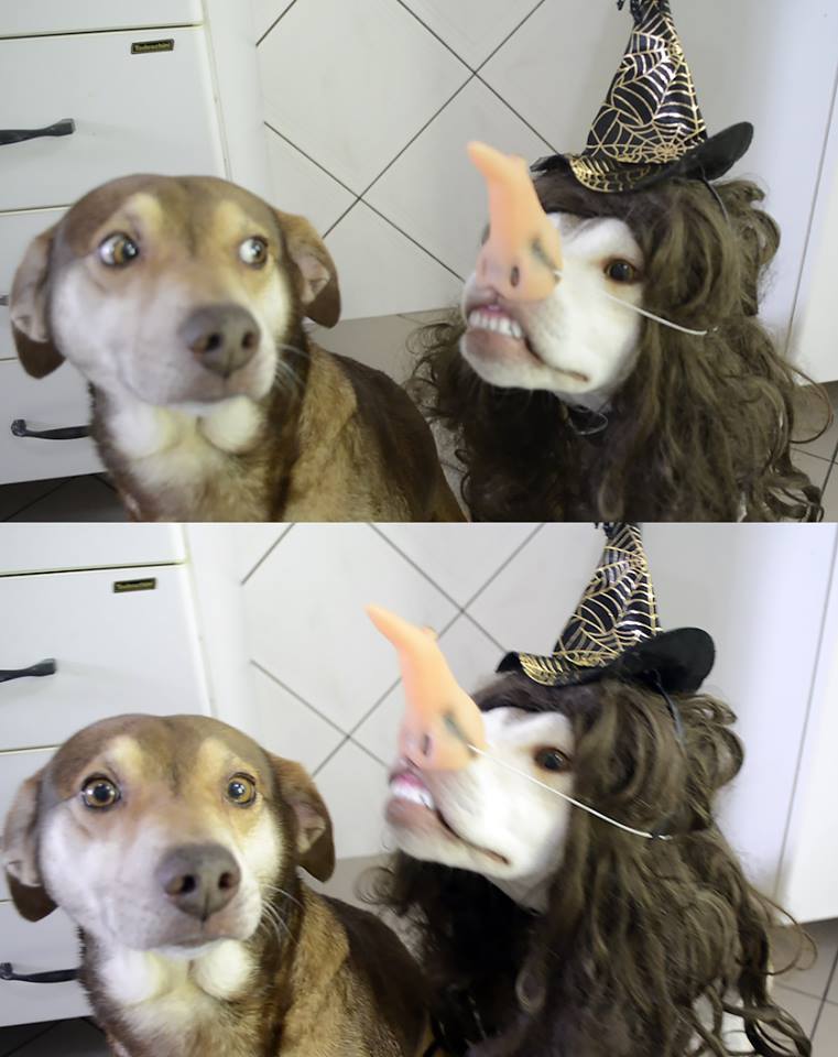 pet costumes halloween - your friend is acting weird meme