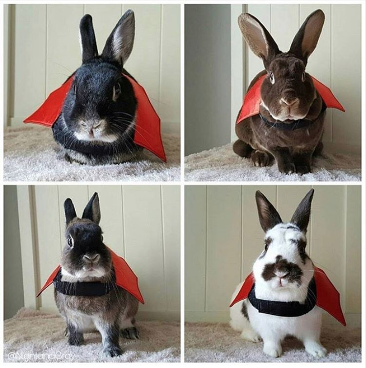 pet costumes halloween - domestic rabbit