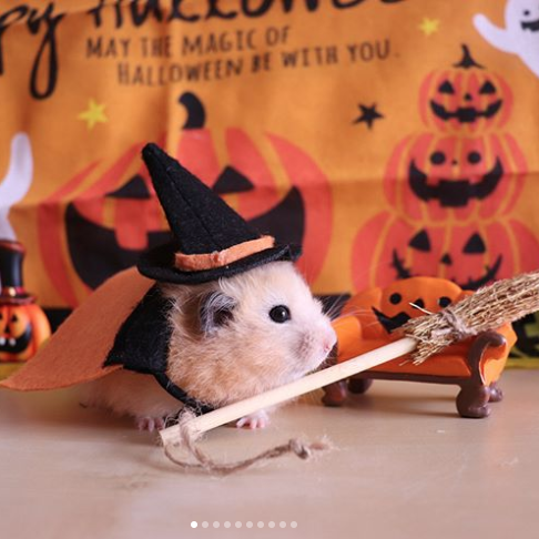 pet costumes halloween - animals in halloween costumes - py May The Magic Of Halloween It With You.