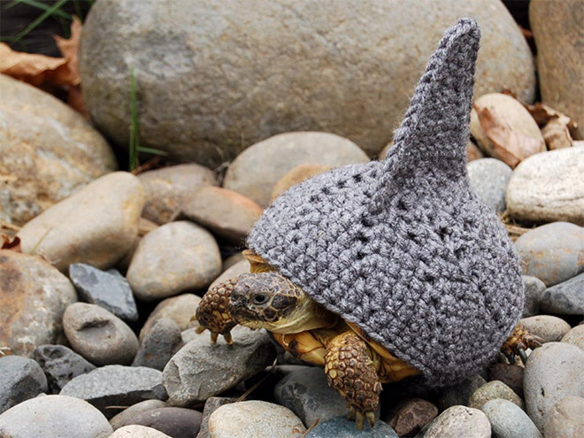 pet costumes halloween - turtles in sweaters