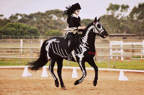 pet costumes halloween - skeleton halloween horse - Shar