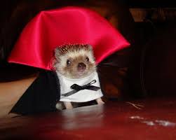pet costumes halloween - hedgehog in costume