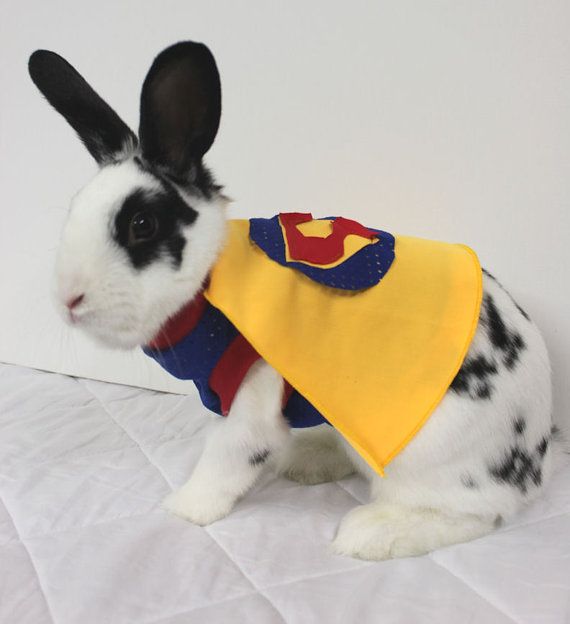 pet costumes halloween - outfit for rabbit