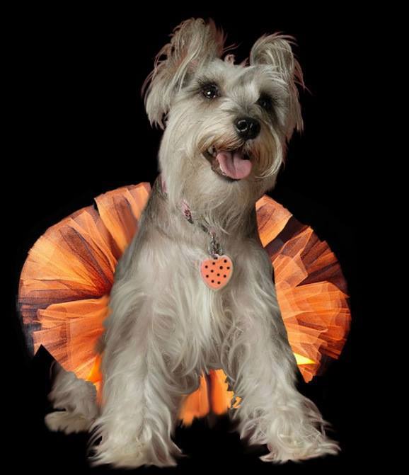 pet costumes halloween - dog