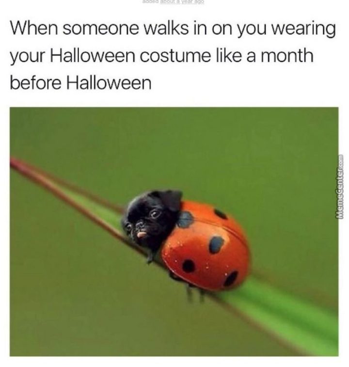 Random bag of Halloween laughs