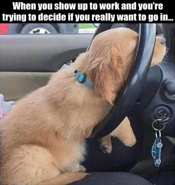 funny dog memes 2021 - When you show up to work and you're trying to decide if you really want to go in...