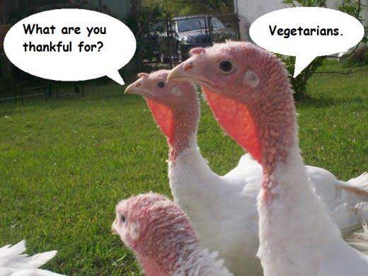 happy thanksgiving funny meme - What are you thankful for? Vegetarians.