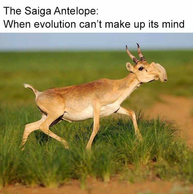 funny pics memes - rare animals found in the world - The Saiga Antelope When evolution can't make up its mind