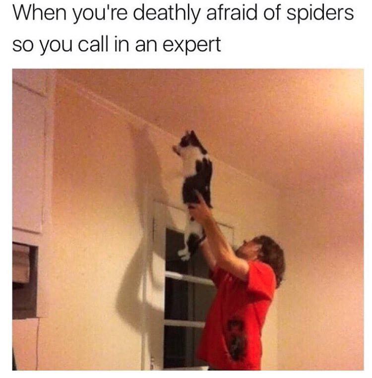 funny pics memes - afraid of spider meme - When you're deathly afraid of spiders so you call in an expert