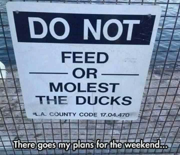 funny pics memes - do not feed or molest the ducks meme - Do Not Feed Or Molest The Ducks L.A. County Code 17.04.470 There goes my plans for the weekend...