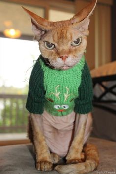 pet hates christmas - ugly christmas cat