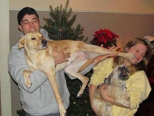 pet hates christmas - funny family photos with dogs