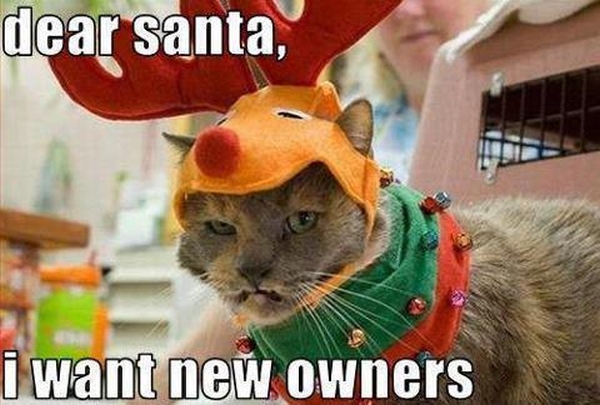 pet hates christmas - funny christmas animal memes - dear santa, i want new owners