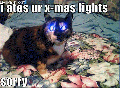 pet hates christmas - terminator cat - i ates ur Xmas lights sorry