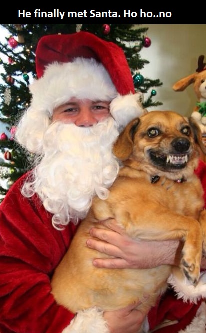 pet hates christmas - funny santa dog - He finally met Santa. Ho ho..no Nord