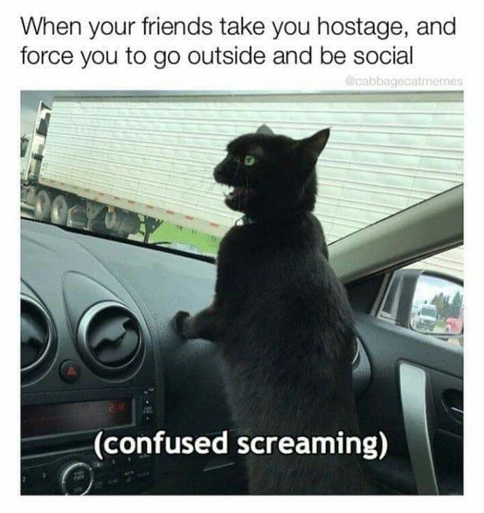 death metal cat meme - When your friends take you hostage, and force you to go outside and be social confused screaming