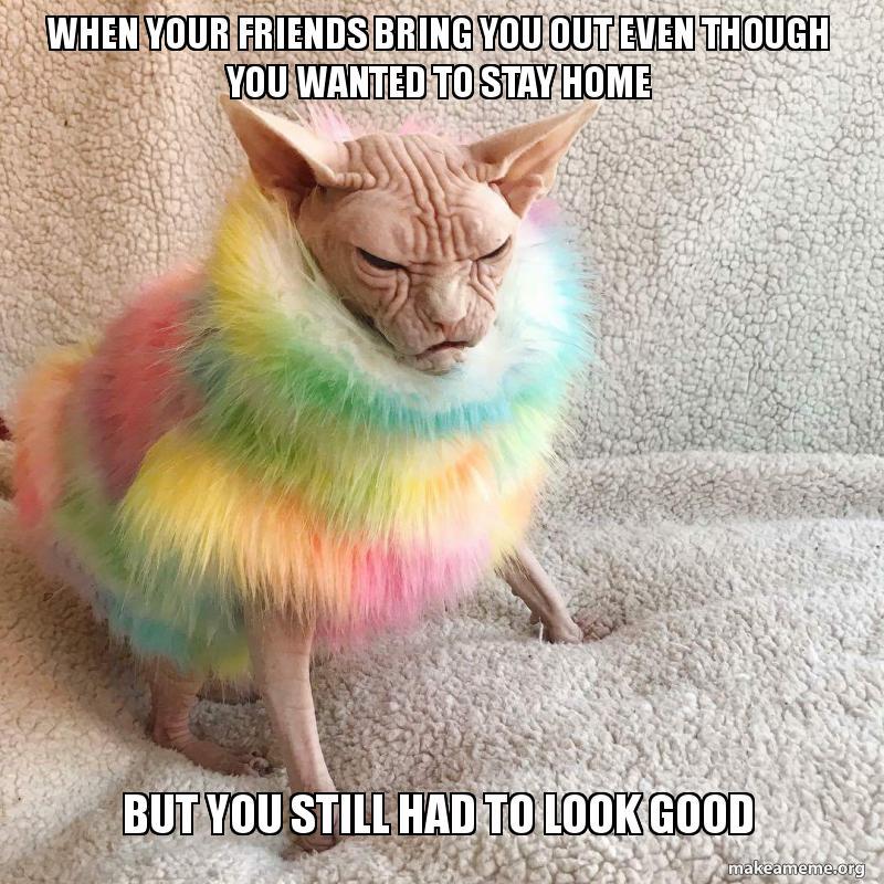 sphynx cat in fluffy sweater - When Your Friends Bring You Out Even Though You Wanted To Stay Home But You Still Had To Look Good makeameme.org