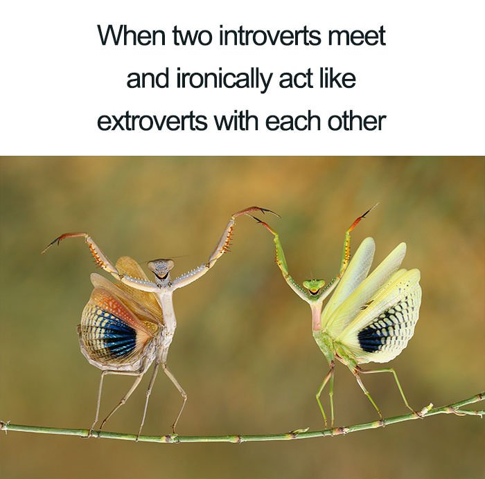 introvert extrovert meme - When two introverts meet and ironically act extroverts with each other