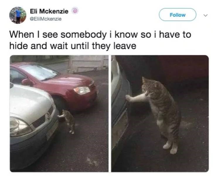 tired cat meme car - Eli Mckenzie When I see somebody i know so i have to hide and wait until they leave