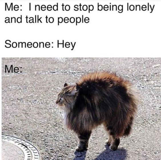 introvert memes cat - Me I need to stop being lonely and talk to people Someone Hey Me