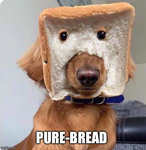 bread memes - silly meme - PureBread imgflip.com