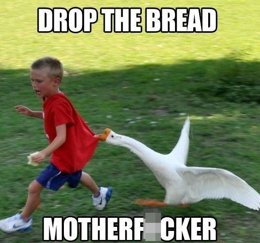 bread memes - animals vs kids - Drop The Bread Motherf Cker