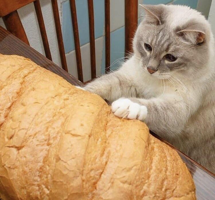 bread memes - cat eat bread