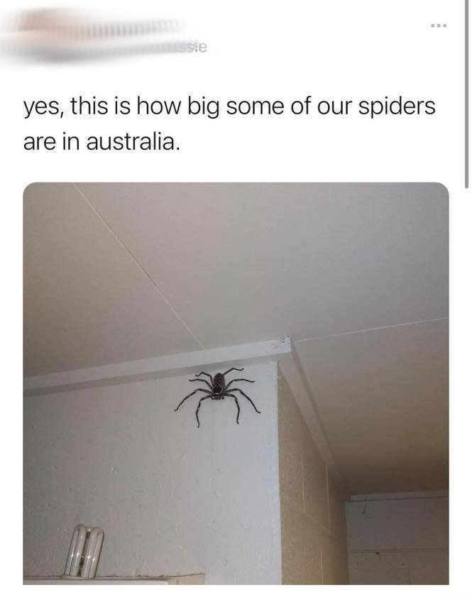 angle - oste yes, this is how big some of our spiders are in australia.